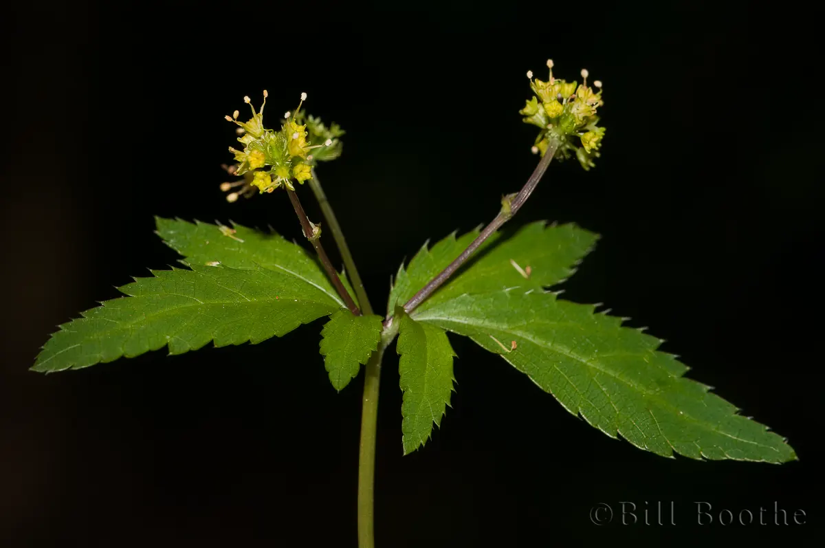 Clustered Black Snakeroot Wildflowers Nature In Focus