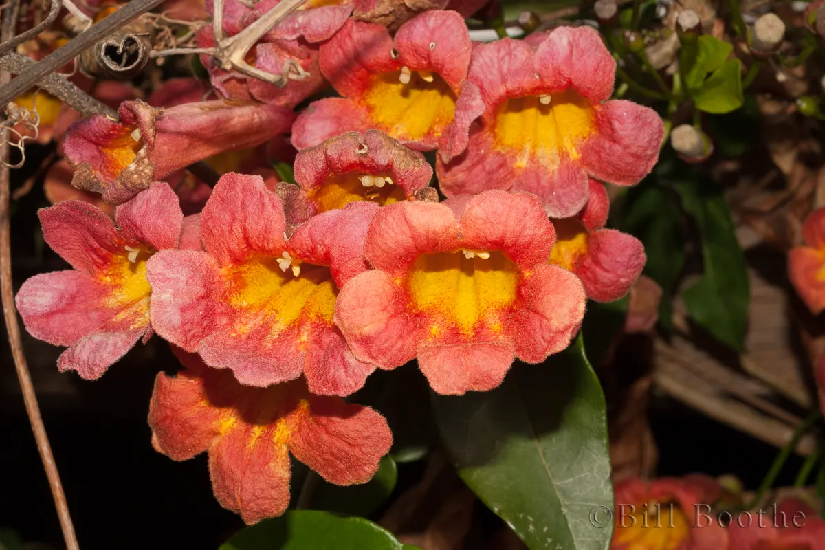 Crossvine Vines Nature In Focus