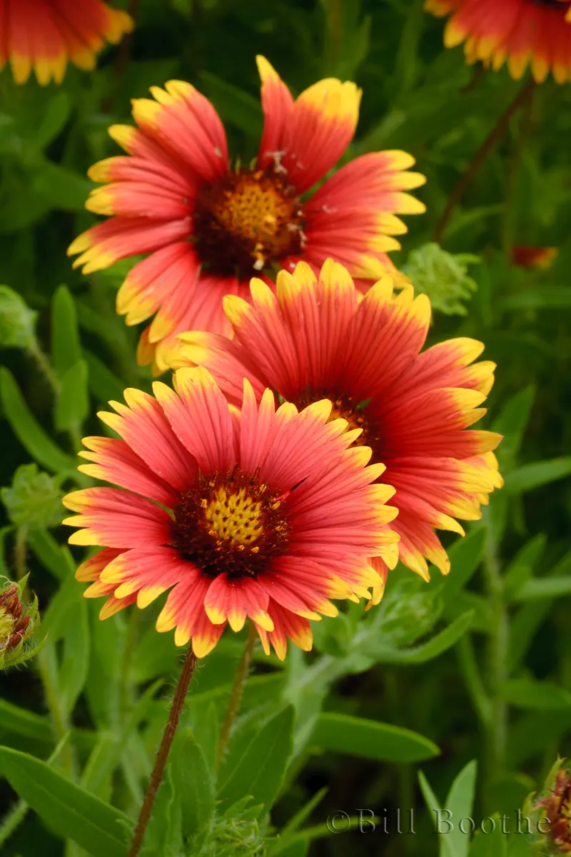 Indian Blanket Wildflowers Nature In Focus