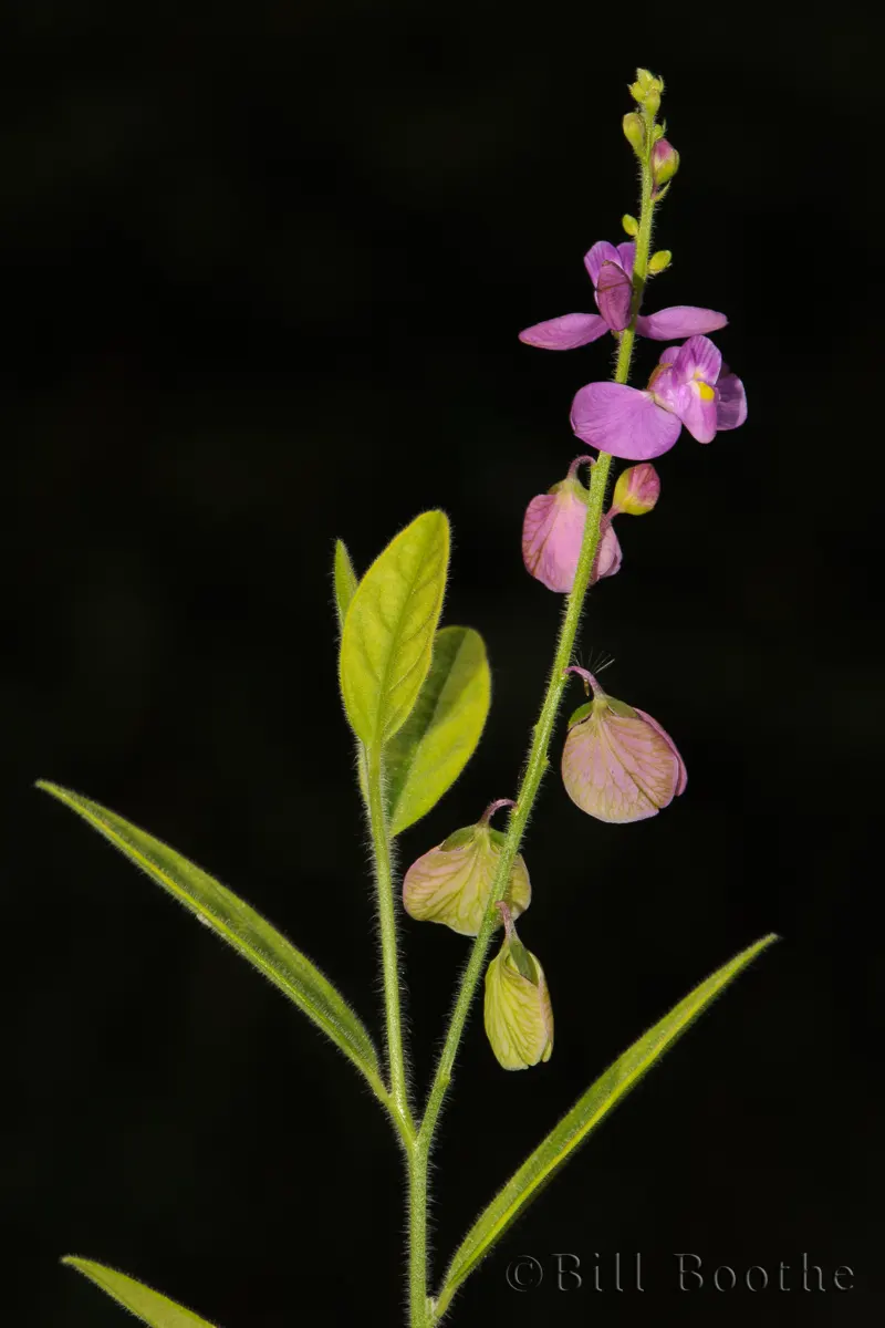 Showy Milkwort Wildflowers Nature In Focus