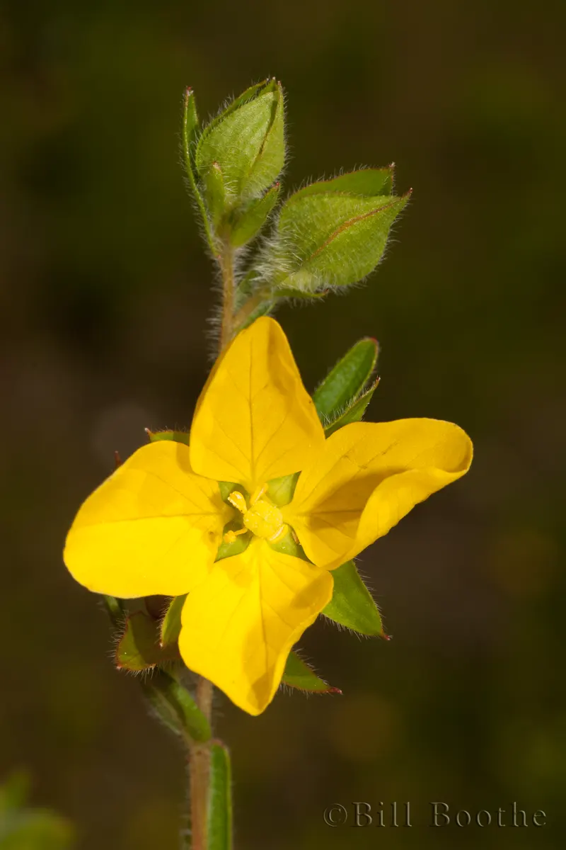 Spindleroot Wildflowers Nature In Focus