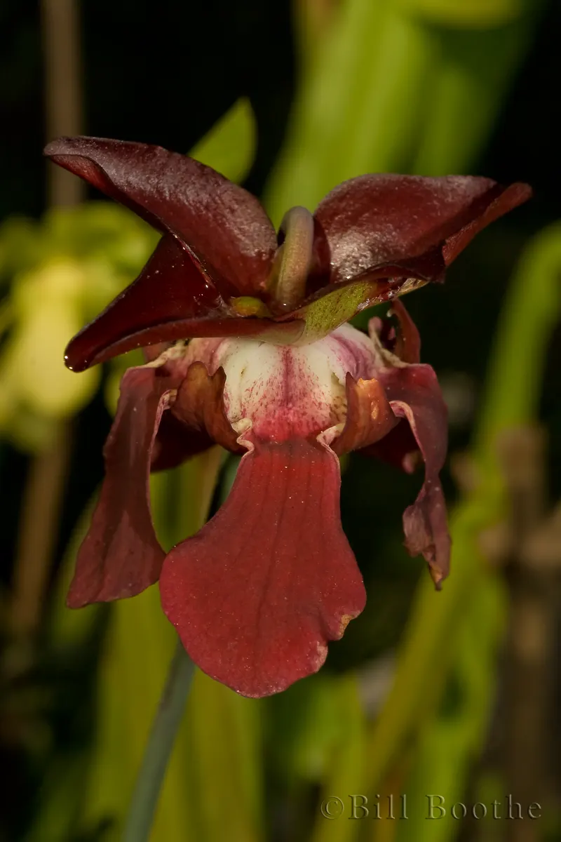 Sweet Pitcherplant Carnivorous Plants Nature In Focus