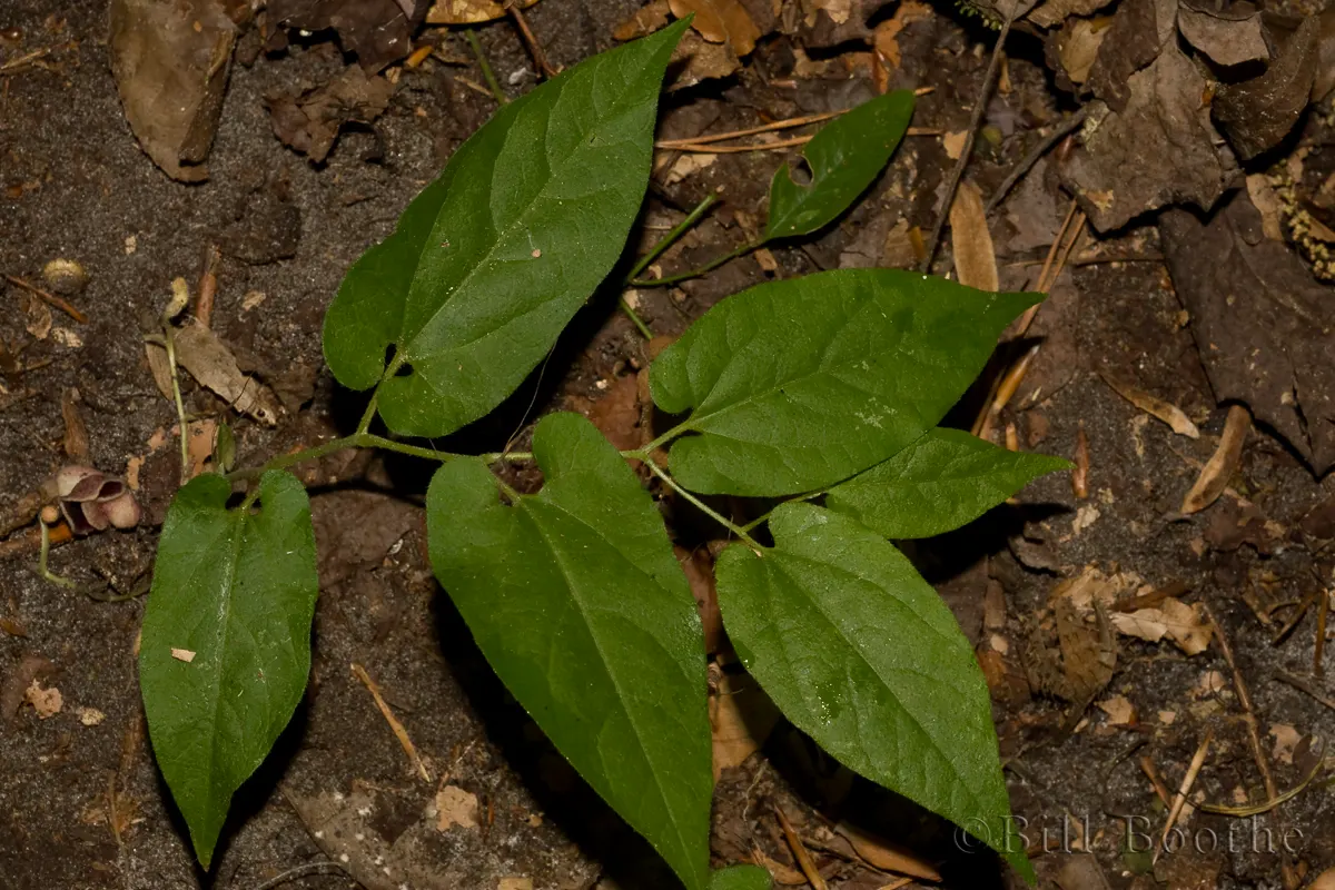 Virginia Snakeroot Vines Nature In Focus