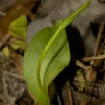 Adder's Tongue Fern (Ophioglossum sp.)