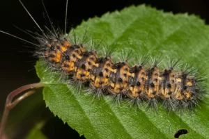 Agreeable Tiger Moth Caterpillar (Spilosoma congrua)
