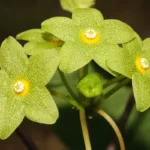 Alabama Spinypod (Matelea alabamensis) flowers