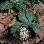 Allegheny Spurge Flower (Pachysandra procumbens) in leaf litter