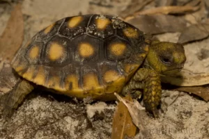 baby gopher tortoise gopherus polyphemus