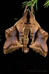 blinded sphinx moth paonias excaecata