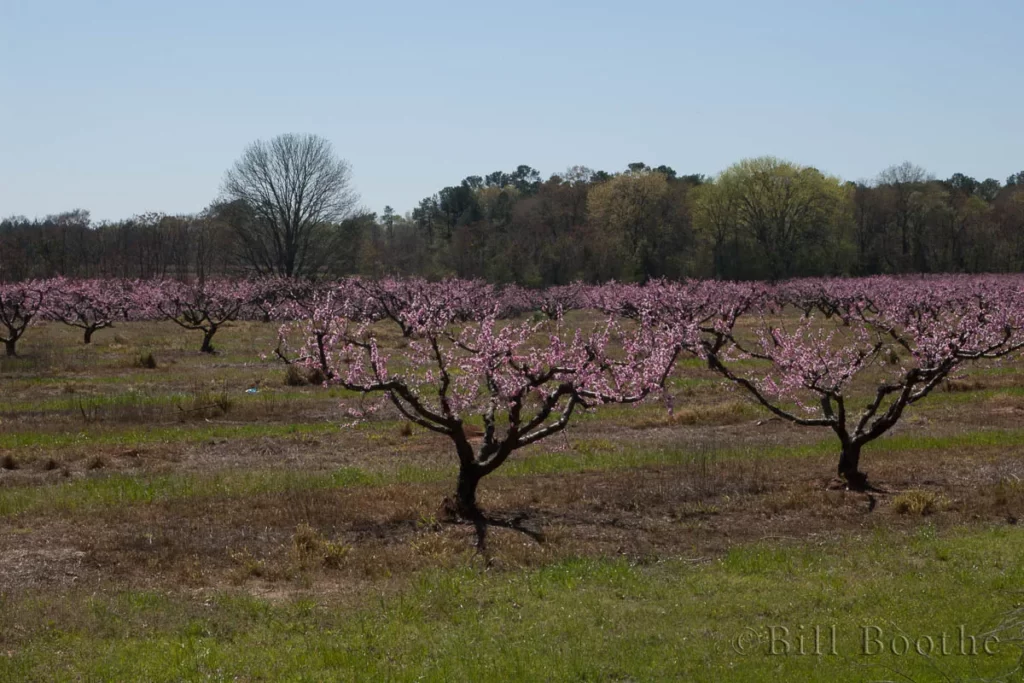blooming peach trees orchard prunus persica