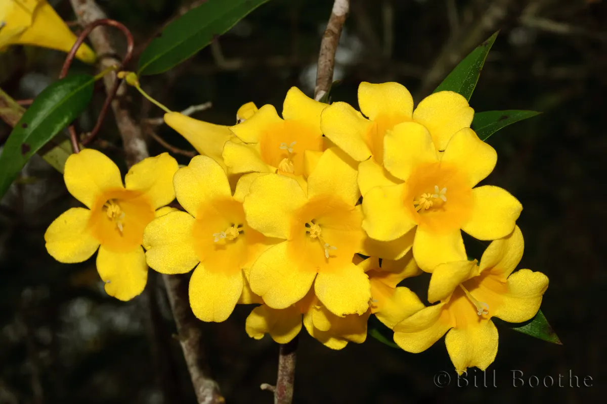 Carolina Jessamine | Vines | Nature In Focus