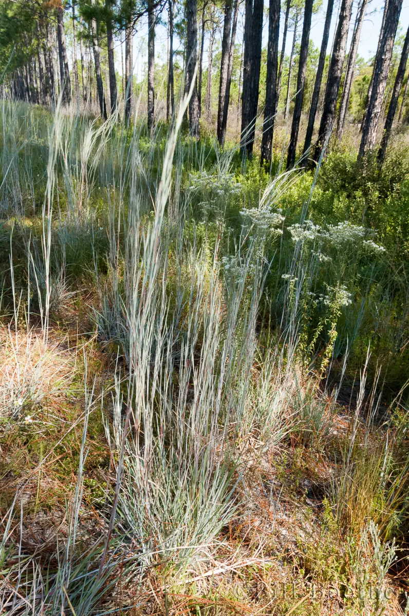 Chalky Bluestem Grasses And Sedges Nature In Focus