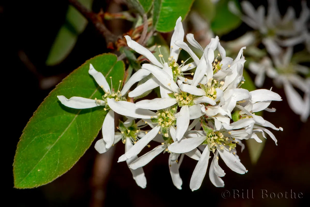 Common Serviceberry 