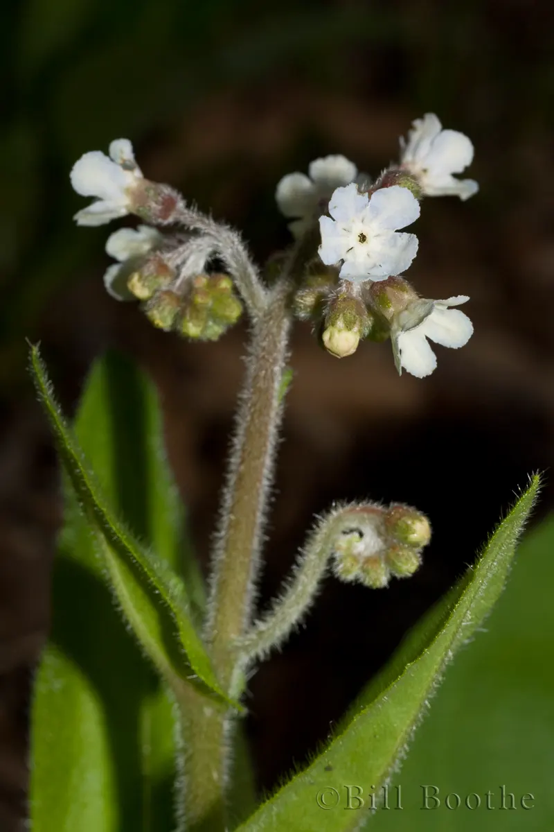 Wild Comfrey | Wildflowers | Nature In Focus