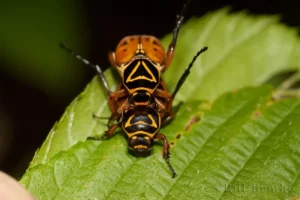 delta flower beetle trigonopeltastes delta