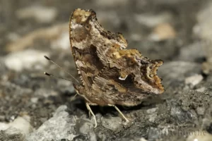 Eastern Comma view showing the comma on its wing