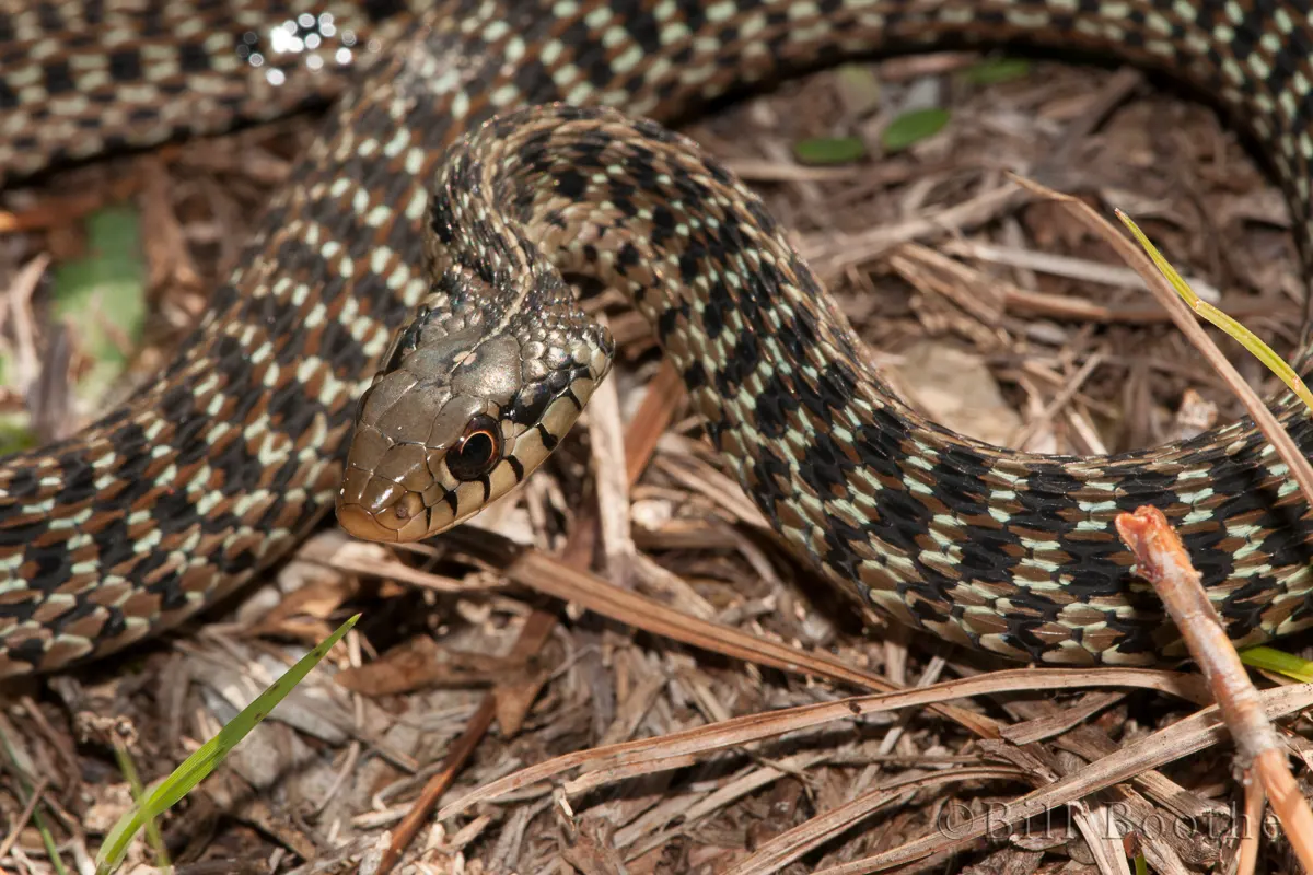 Eastern Garter Snake | Snakes | Nature In Focus