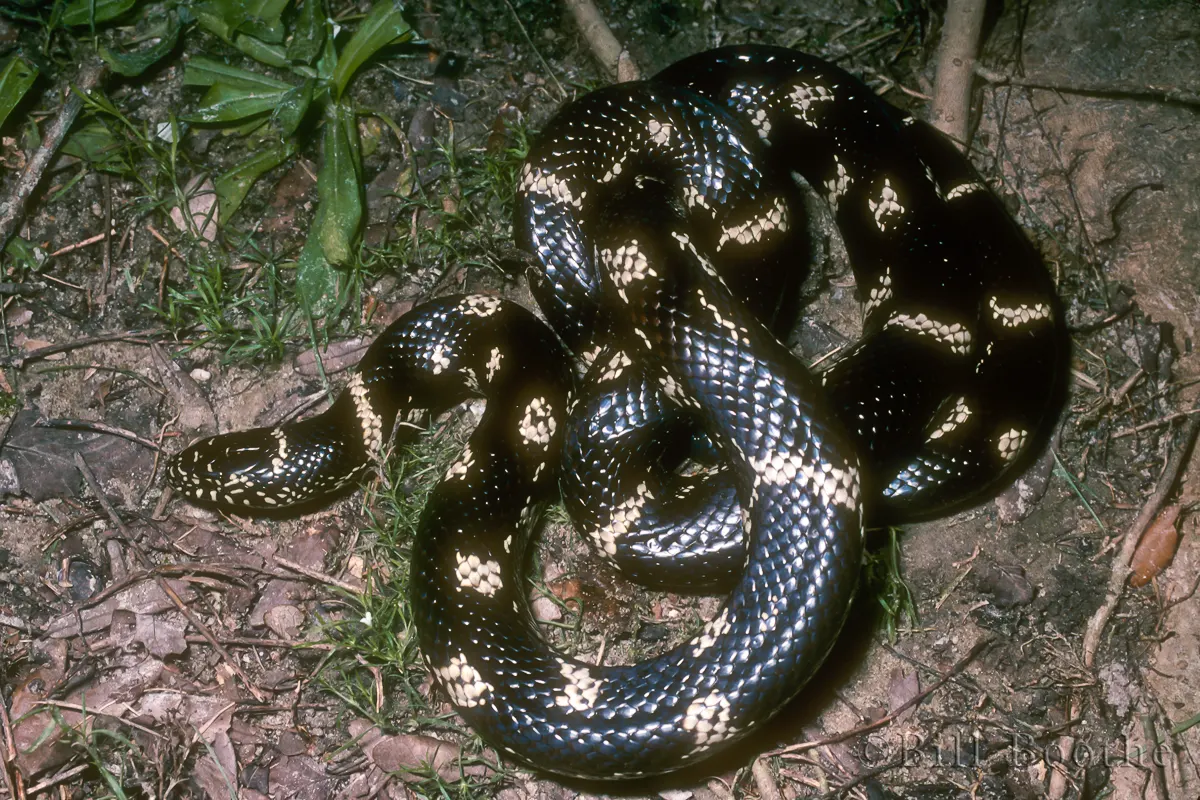 Eastern Kingsnake | Snakes | Nature In Focus