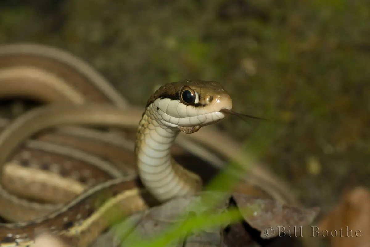 Eastern Ribbon Snake | Snakes | Nature In Focus