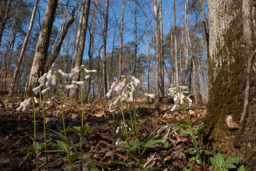 Wide angle of blooming Cutleaf Toothcup (Cardamine concatenata) plants on a slope forest