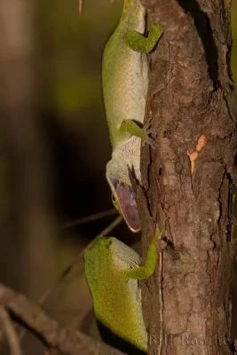 Fighting male Green Anoles (Anolis carolinensis)
