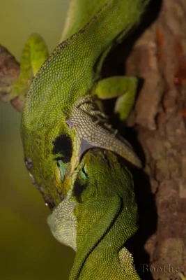 Fighting male Green Anoles (Anolis carolinensis)