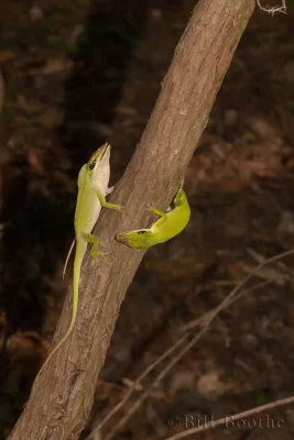 Fighting male Green Anoles (Anolis carolinensis)