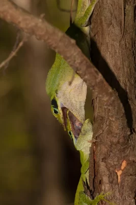 Fighting male Green Anoles (Anolis carolinensis)