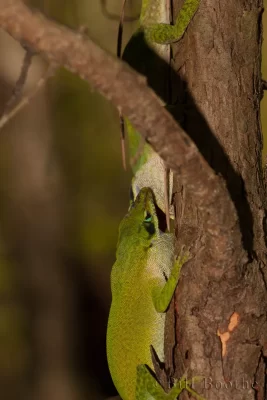 Fighting male Green Anoles (Anolis carolinensis)