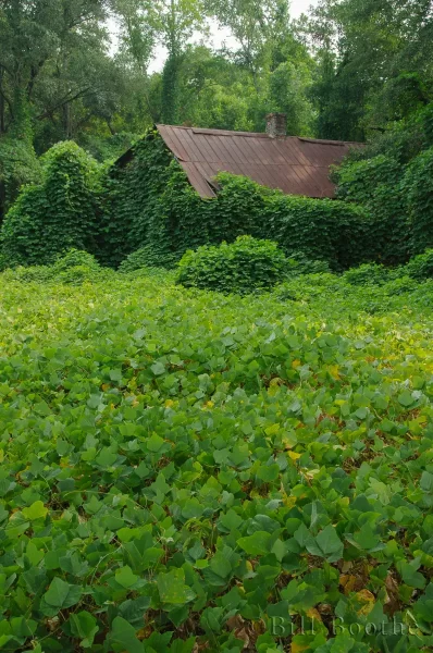 kudzu-pueria-montana-covering-house