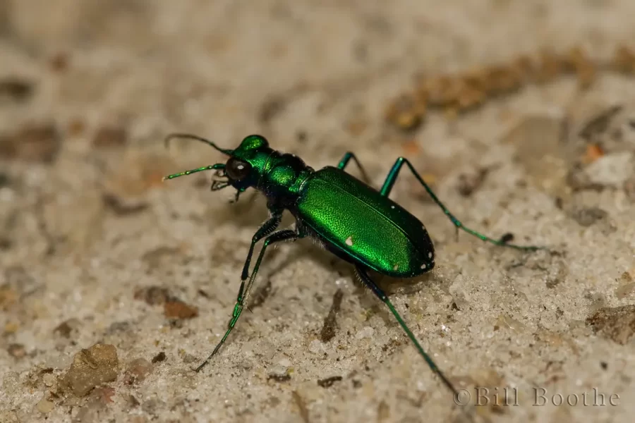 Six-spotted Tiger Beetle