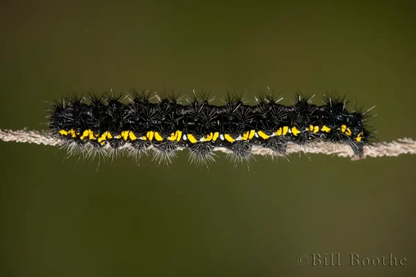 The Neighbor Moth Caterpillar