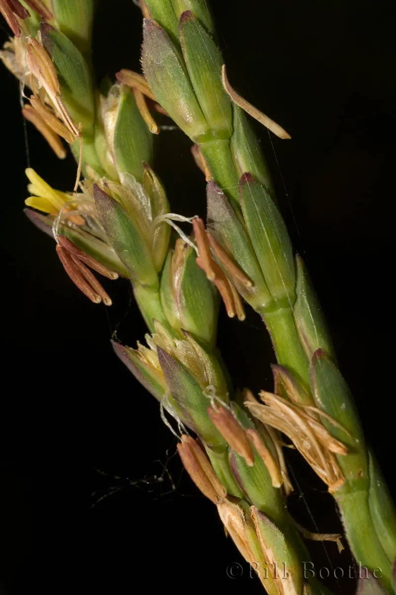 Fakahatchee Grass Grasses And Sedges Nature In Focus