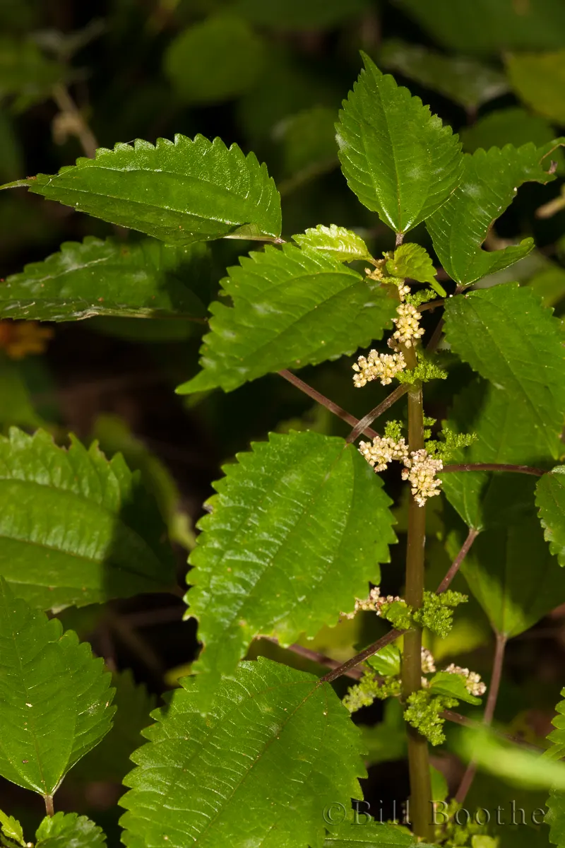 False Nettle | Wildflowers | Nature In Focus