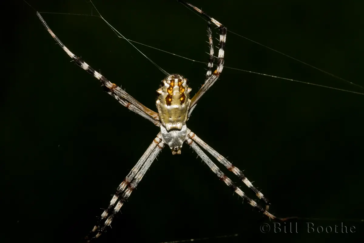 Florida Garden Spider | Spiders and Kin | Nature In Focus