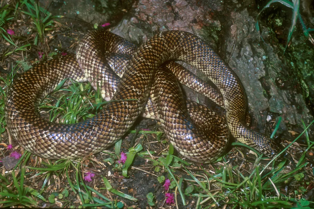 Florida Kingsnake 