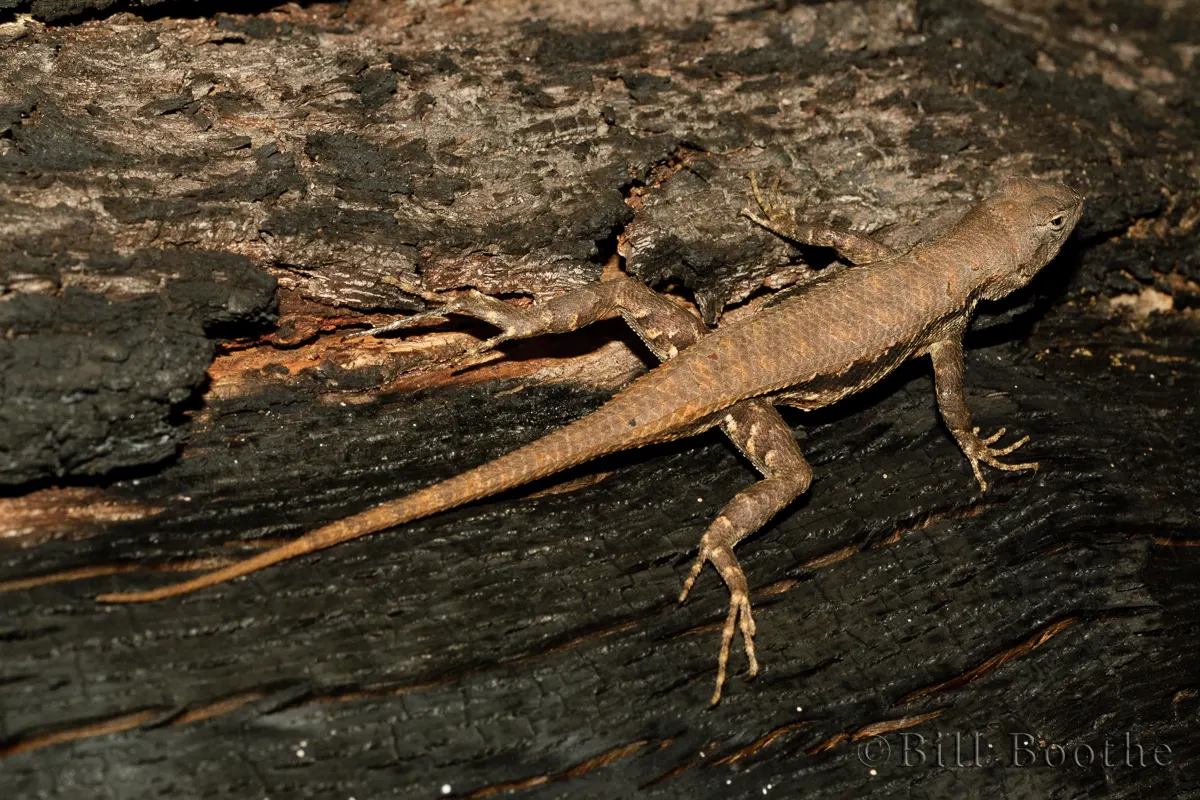 Florida Scrub Lizard | Lizards | Nature In Focus