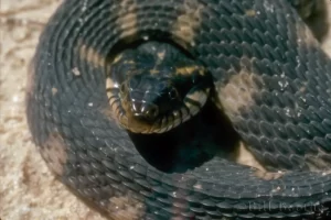 Florida Water Snake head shot