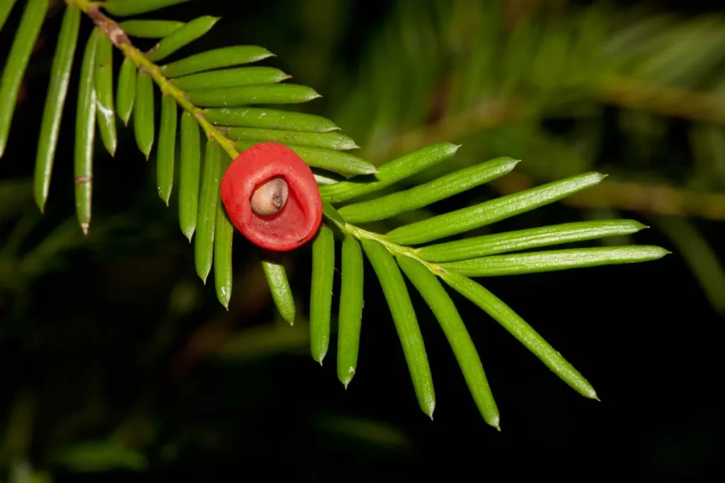 florida yew taxus floridana