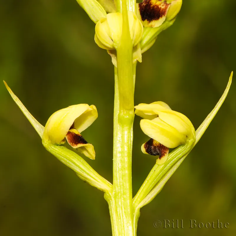 Giant Orchid | Orchids | Nature In Focus