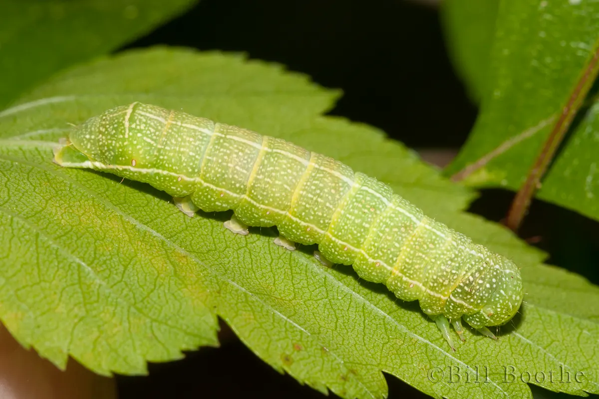 Gray Quaker Moth or Speckled Green Fruitworm Moth | Owlet Moths ...