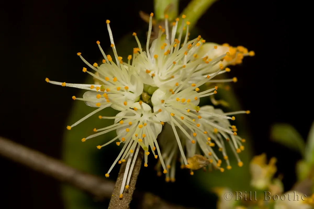 Horse Sugar | Trees and Shrubs | Nature In Focus