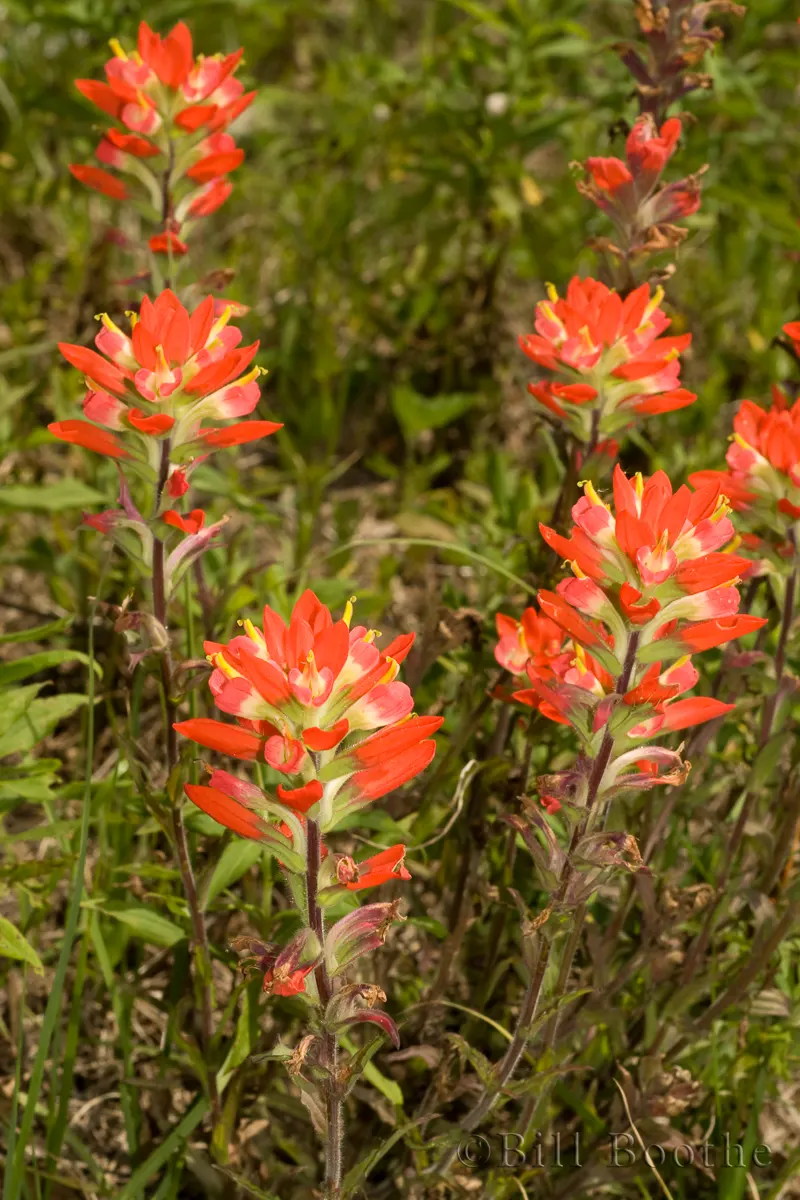 Indian Paintbrush | Wildflowers | Nature In Focus