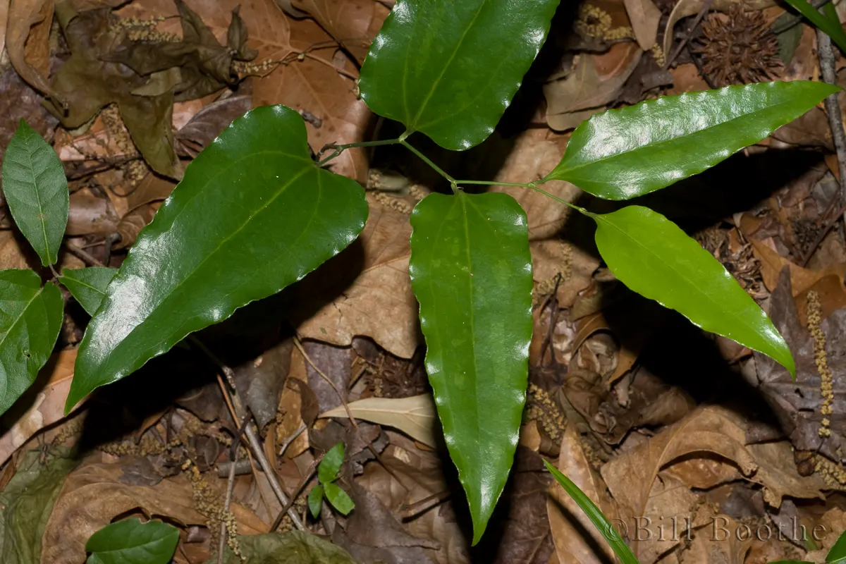 Jackson Vine Plant For Sale