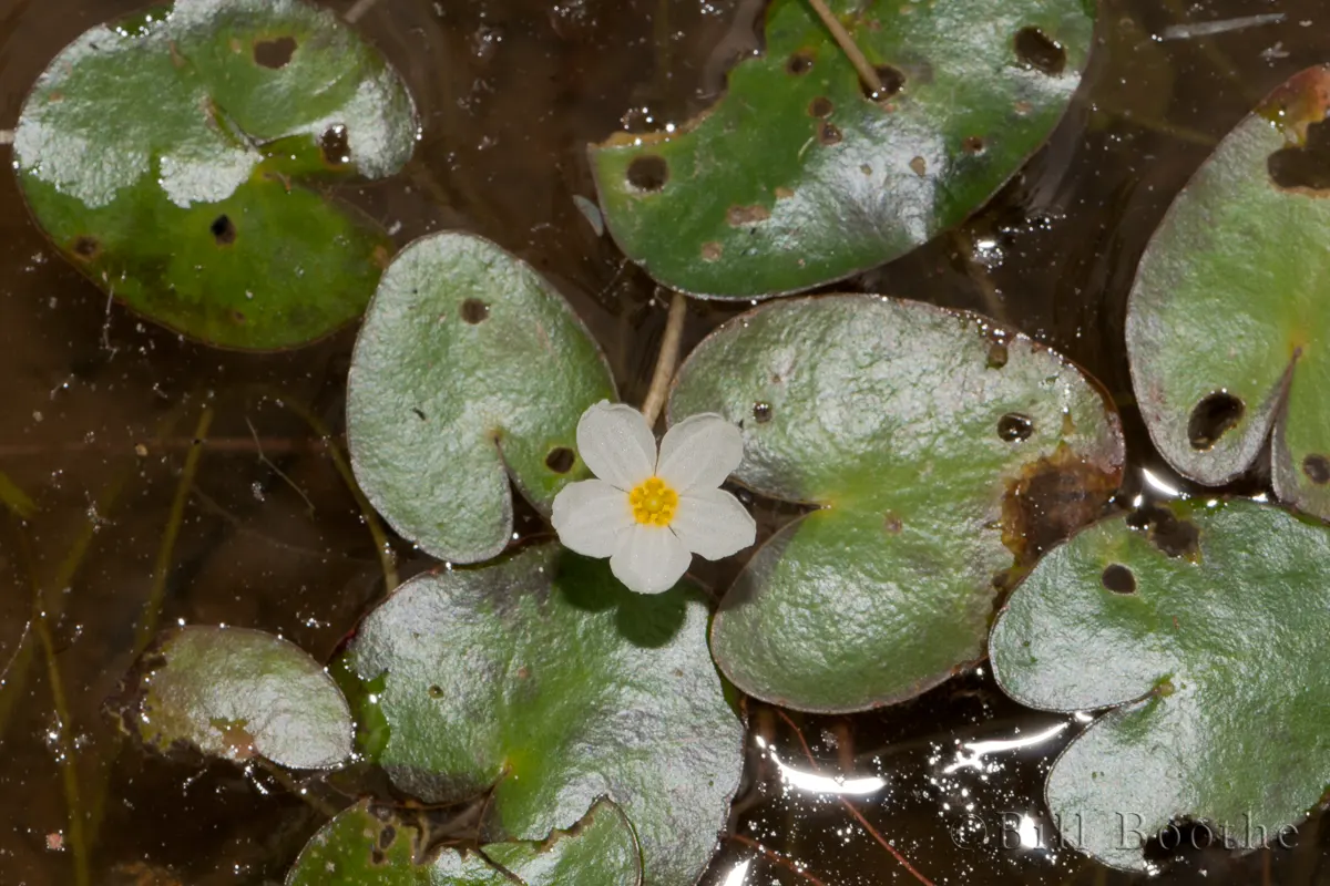 Little Floatingheart | Wildflowers | Nature In Focus