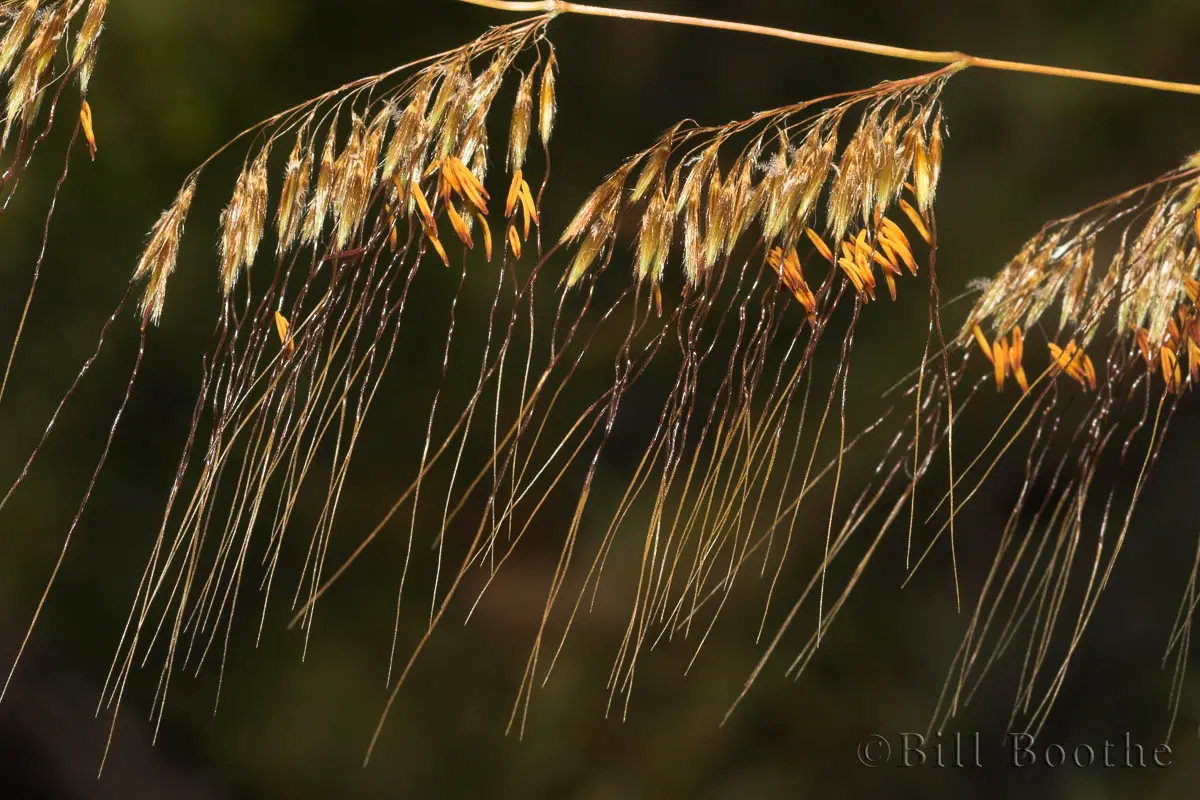 Lopsided Indiangrass Grasses And Sedges Nature In Focus