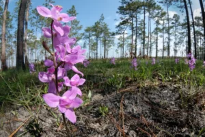 many flowered grasspink orchids calopogon multiflorus