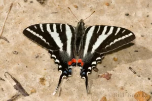 Newly emerged Zebra Swallowtail (Eurytides-marcellus) on sandy road