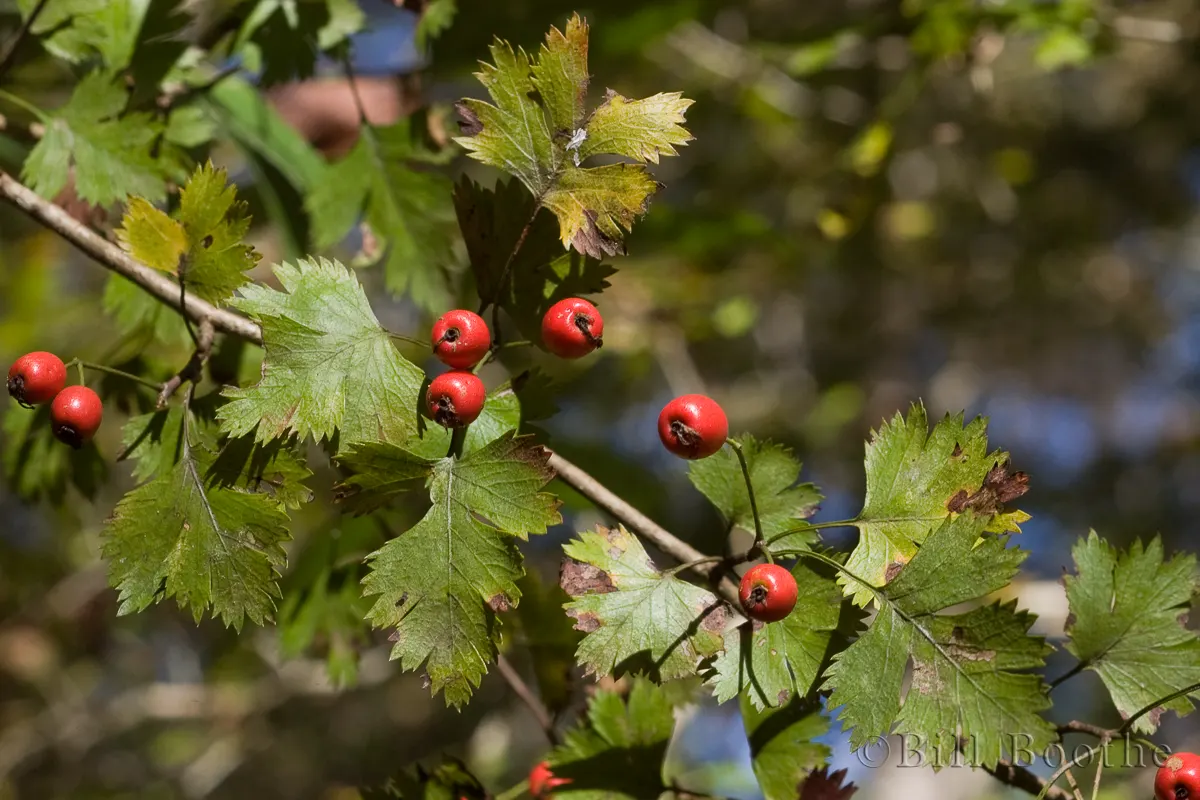 Parsley Hawthorn | Trees and Shrubs | Nature In Focus