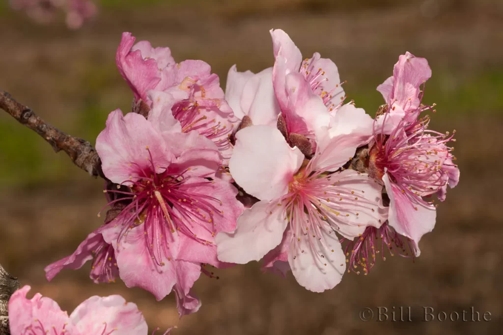 peach tree prunus persica flowers